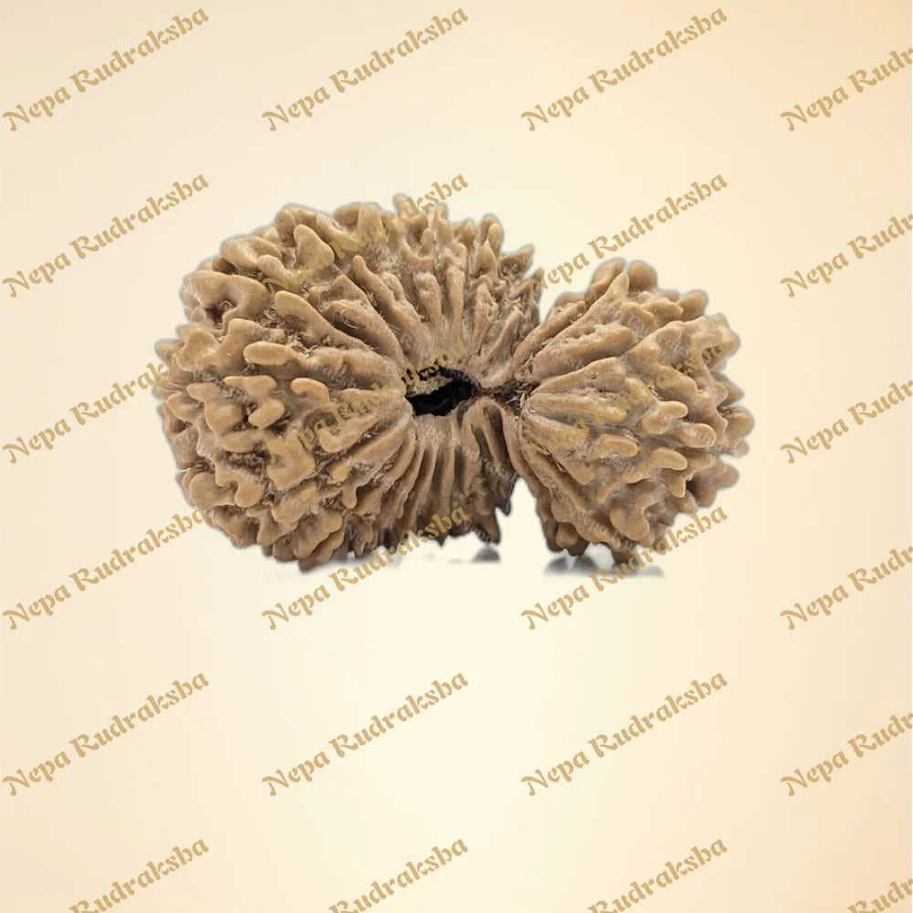 21 Mukhi (Gauri Shankar) (Super Collector - 11146)