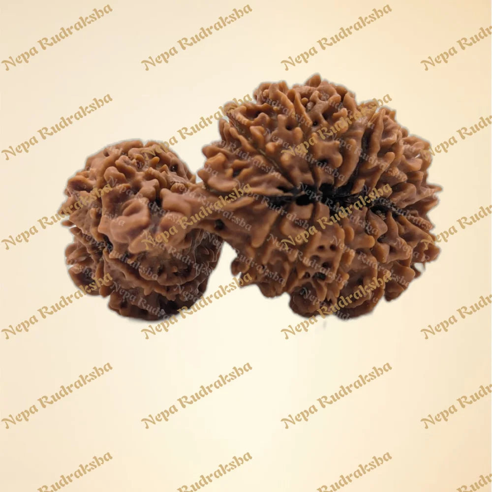21 Mukhi (Gauri Shankar) (back)