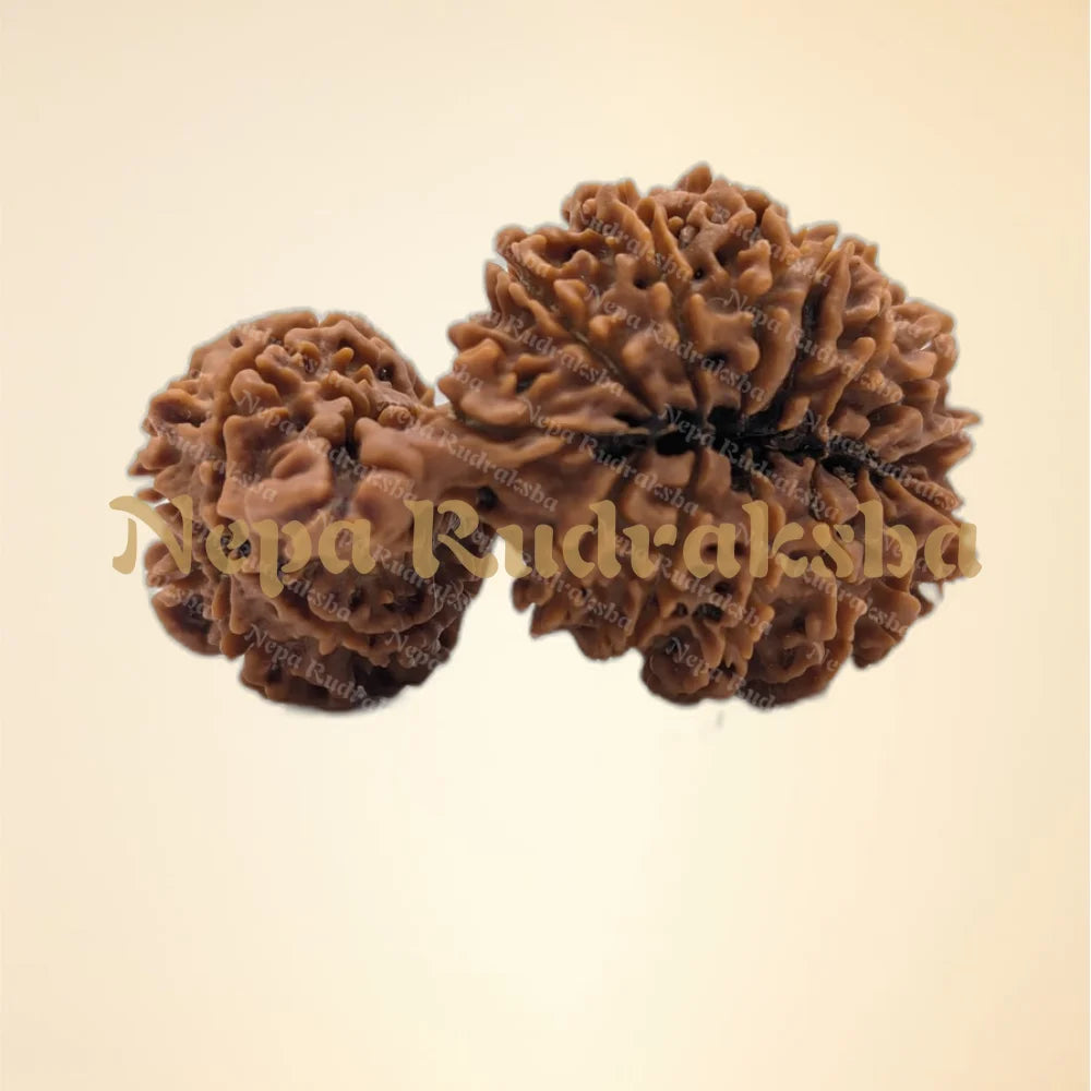 21 Mukhi (Gauri Shankar) (back)