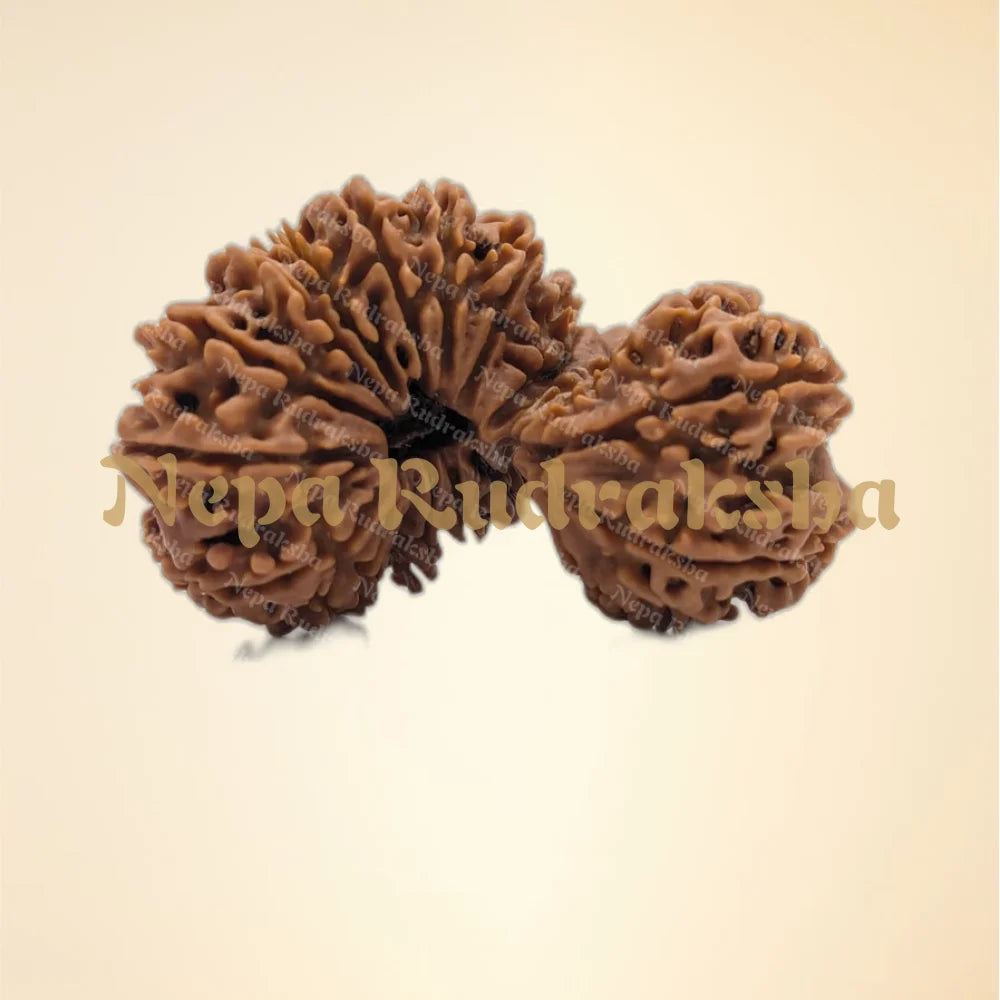 21 Mukhi (Gauri Shankar) (Super Collector - 12967)