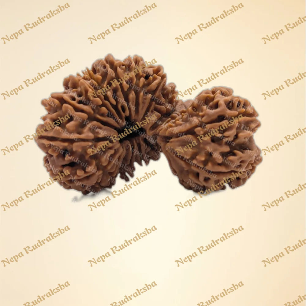 21 Mukhi (Gauri Shankar) (Super Collector - 12967)