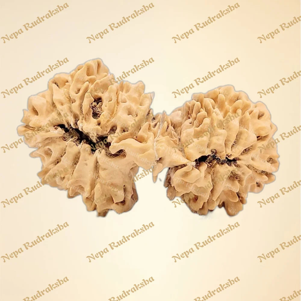 21 Mukhi (Gauri Shankar) (back)