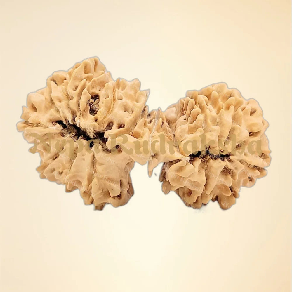 21 Mukhi (Gauri Shankar) (back)