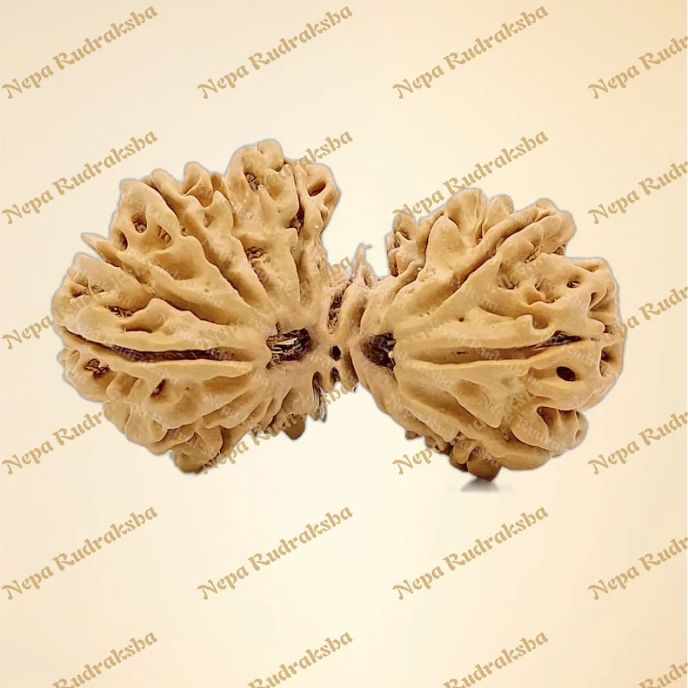 21 Mukhi (Gauri Shankar) (Super Collector - 2627)