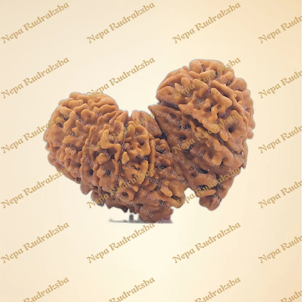21 Mukhi (Gauri Shankar) (back)
