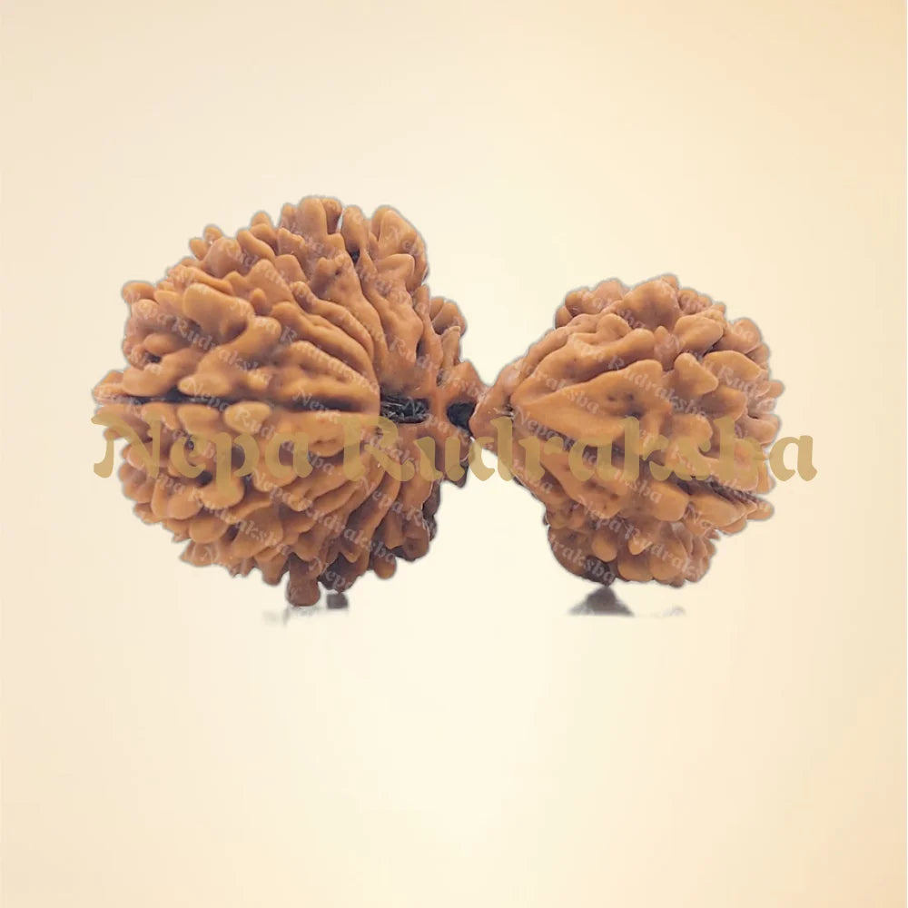 21 Mukhi (Gauri Shankar) (Super Collector - 2861)