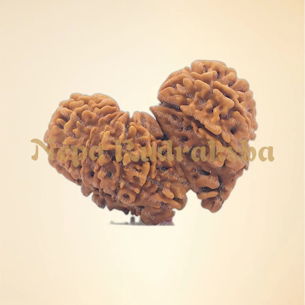 21 Mukhi (Gauri Shankar) (back)