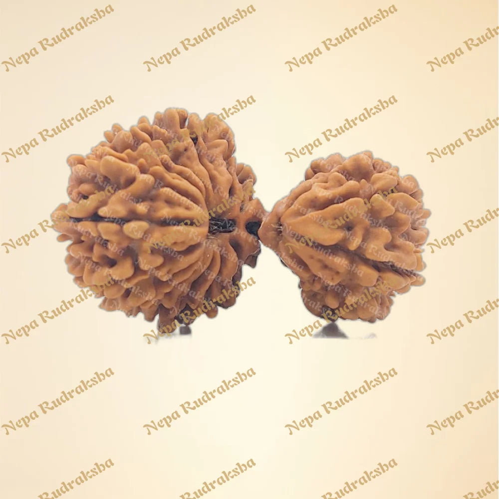 21 Mukhi (Gauri Shankar) (Super Collector - 2861)