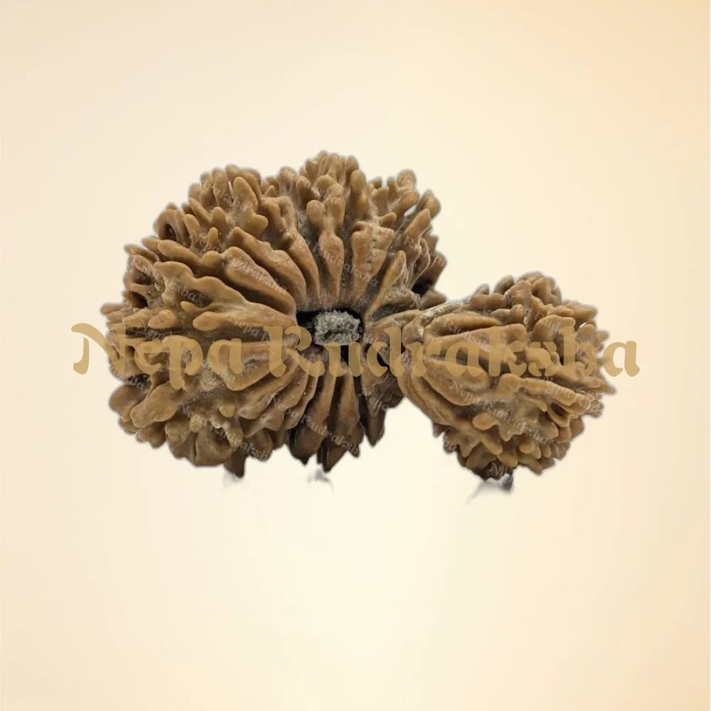 21 Mukhi (Gauri Shankar) (Super Collector - 7330)