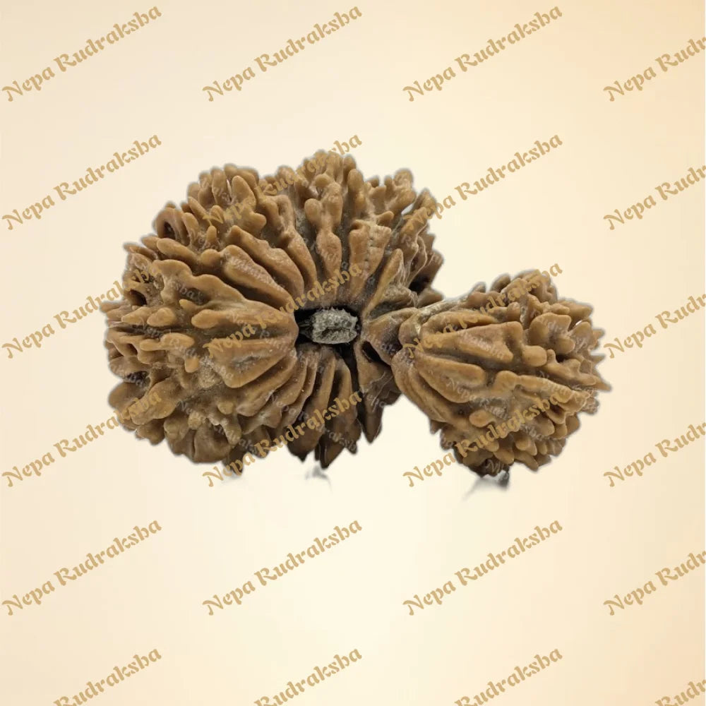 21 Mukhi (Gauri Shankar) (Super Collector - 7330)