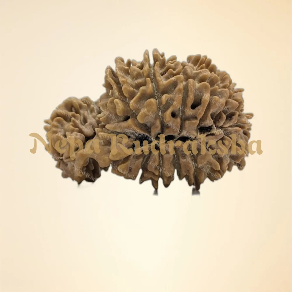 21 Mukhi (Gauri Shankar) (back)