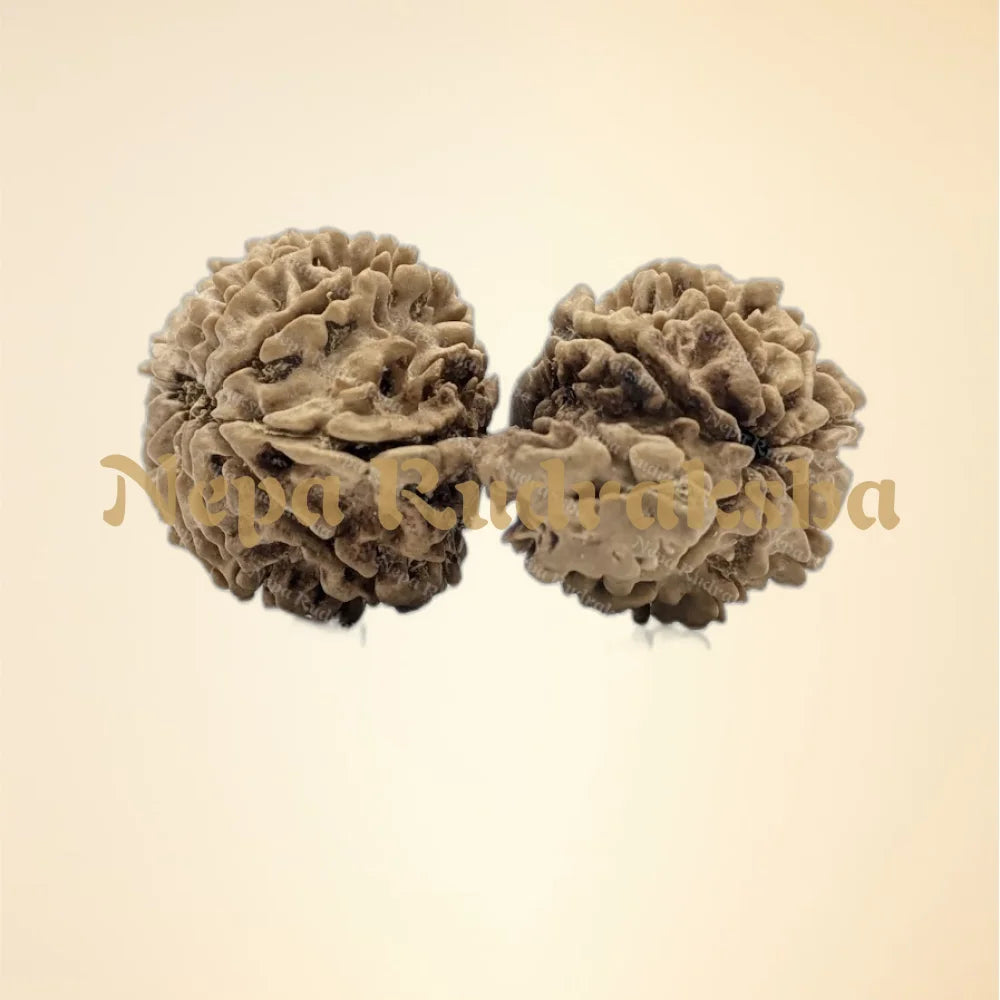 21 Mukhi (Gauri Shankar) (back)