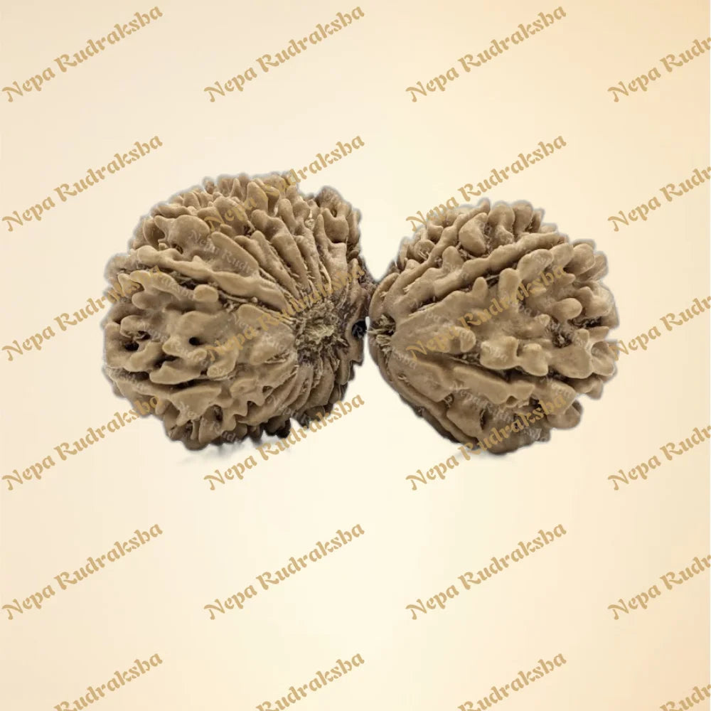 21 Mukhi (Gauri Shankar) (Super Collector - 7332)