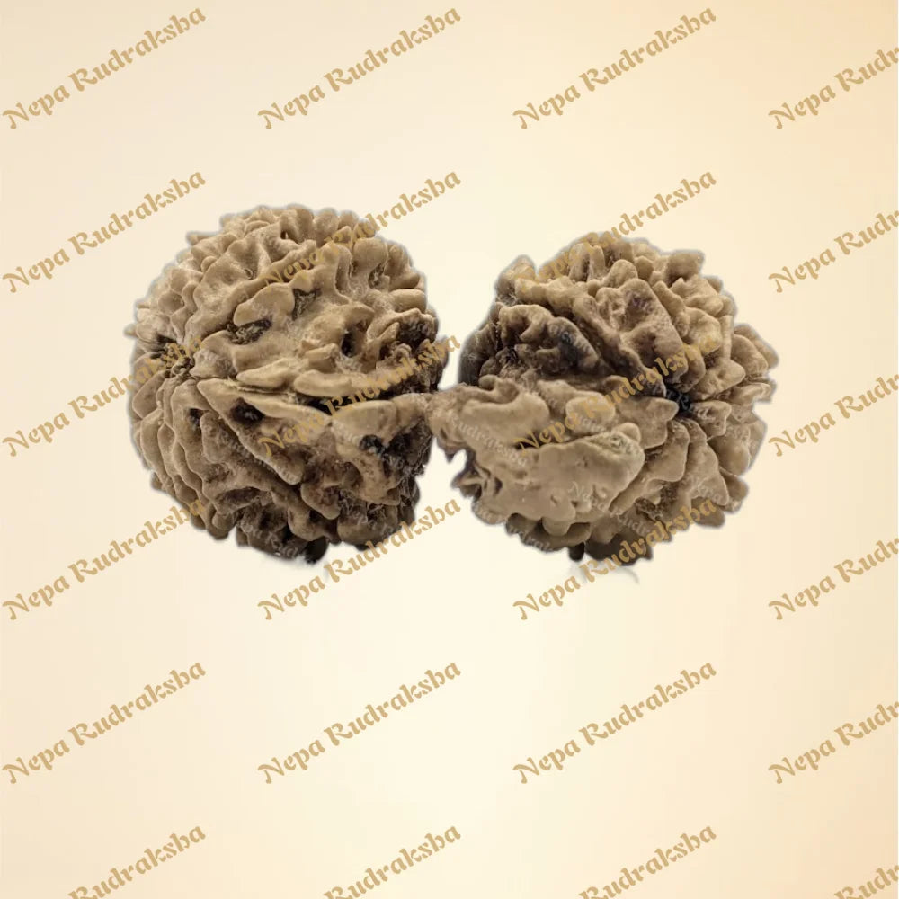21 Mukhi (Gauri Shankar) (back)