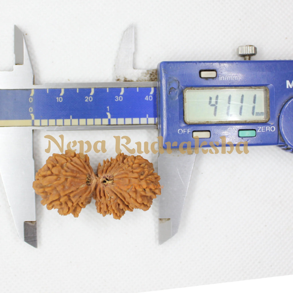 21 Mukhi Gauri Shankhar 41mm