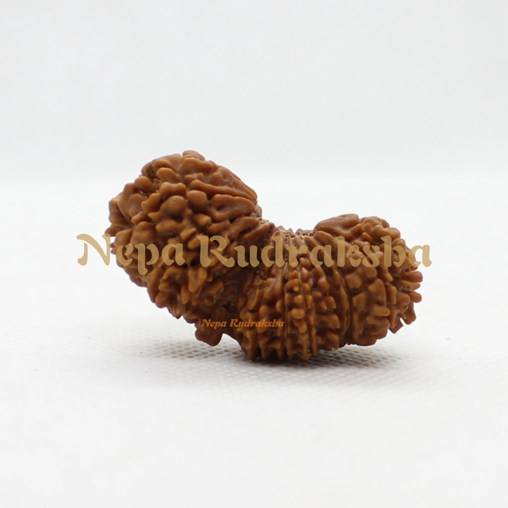21 Mukhi Gauri Shankhar 41mm