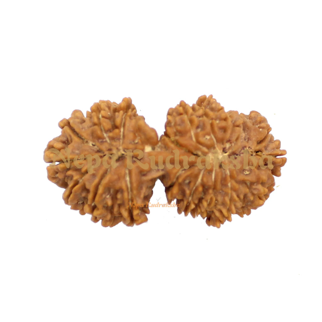 21 Mukhi Gauri Shankhar 41mm