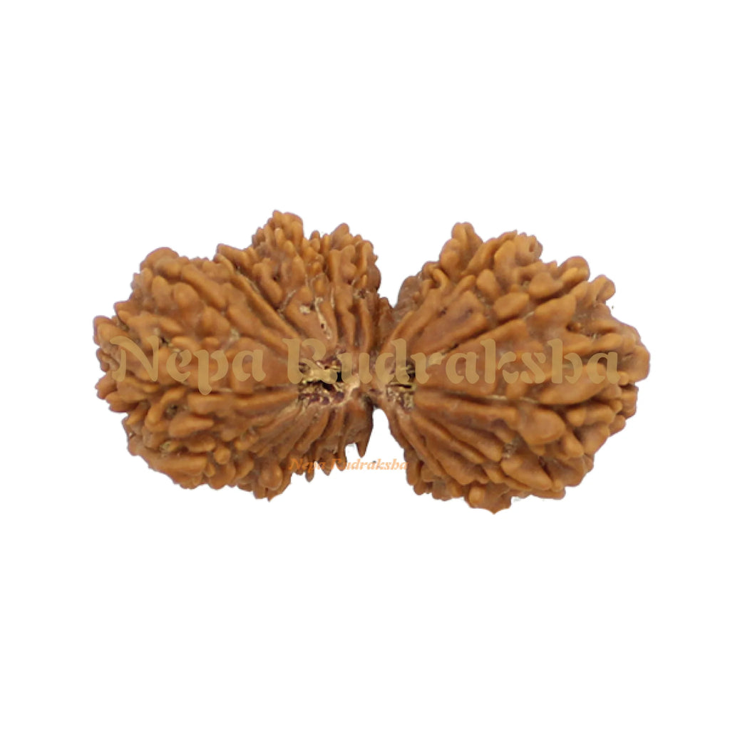 21 Mukhi Gauri Shankhar 41mm