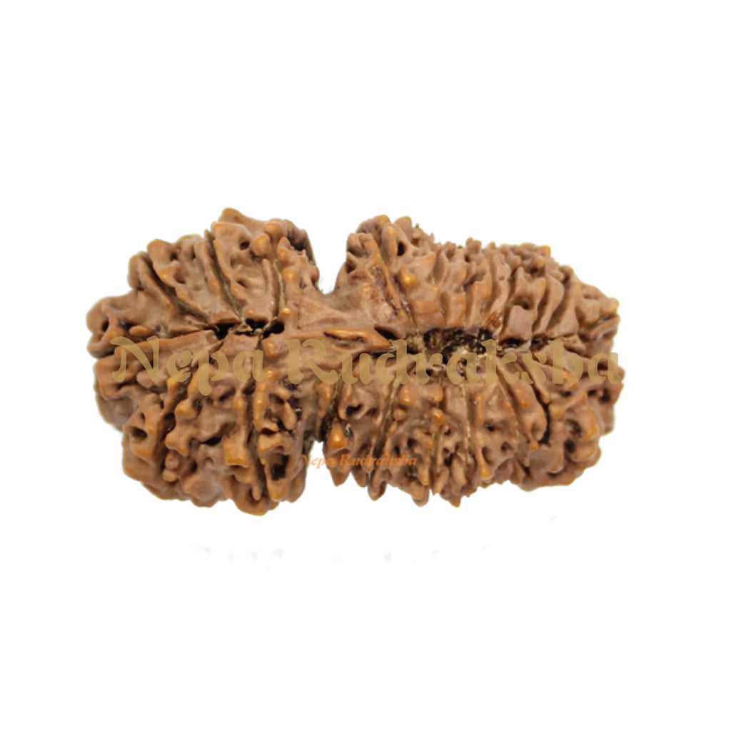 21 Mukhi Gauri Shankhar 43mm