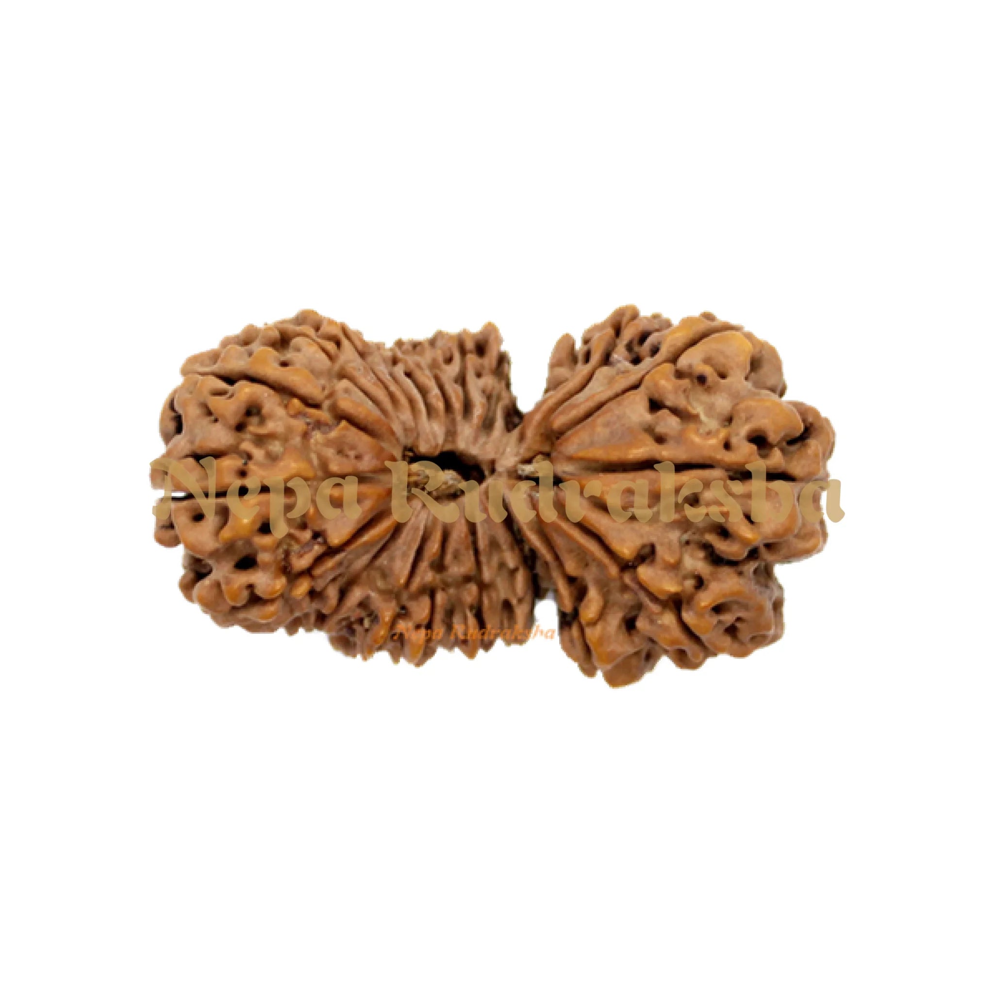 21 Mukhi Gauri Shankhar 43mm