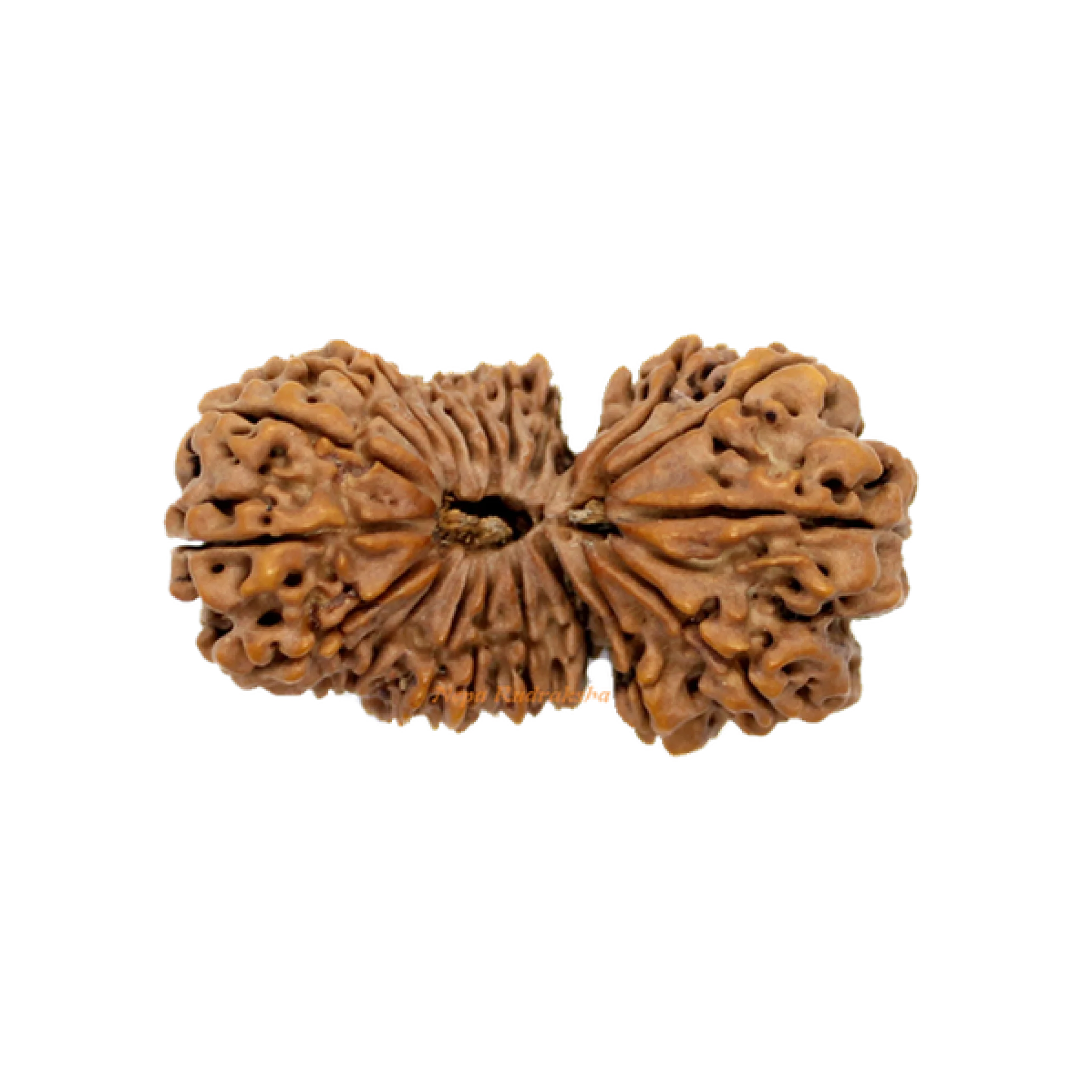 21 Mukhi Gauri Shankhar 43mm