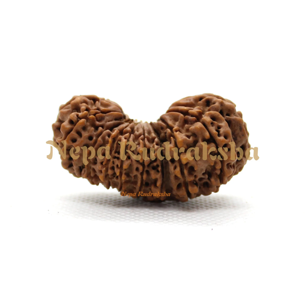 21 Mukhi Gauri Shankhar 43mm