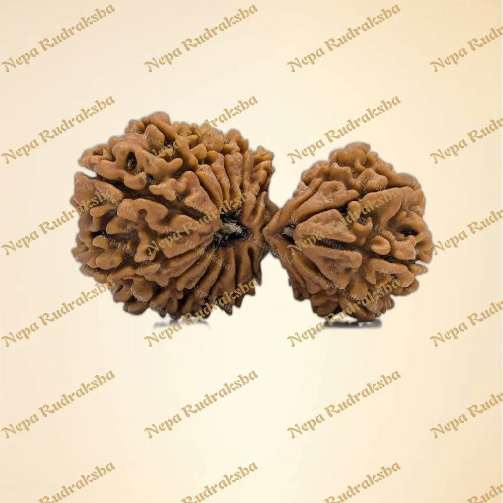 21 Mukhi Gaurishankar (6030)