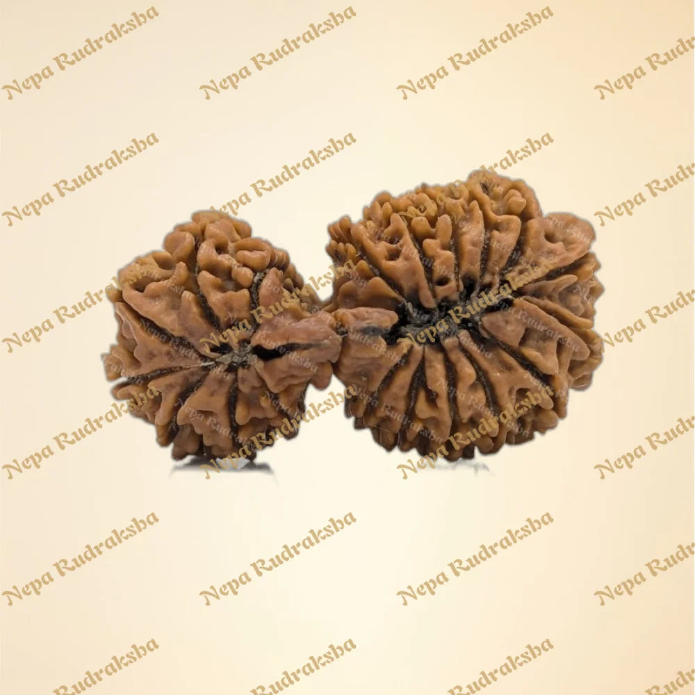 21 Mukhi (back)