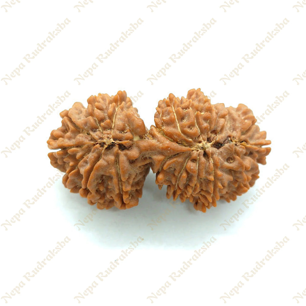 21 Mukhi Gaurishankar Rudraksha 41Mm 1190