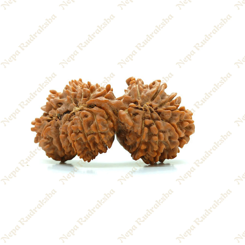 21 Mukhi Gaurishankar Rudraksha 41Mm 1190