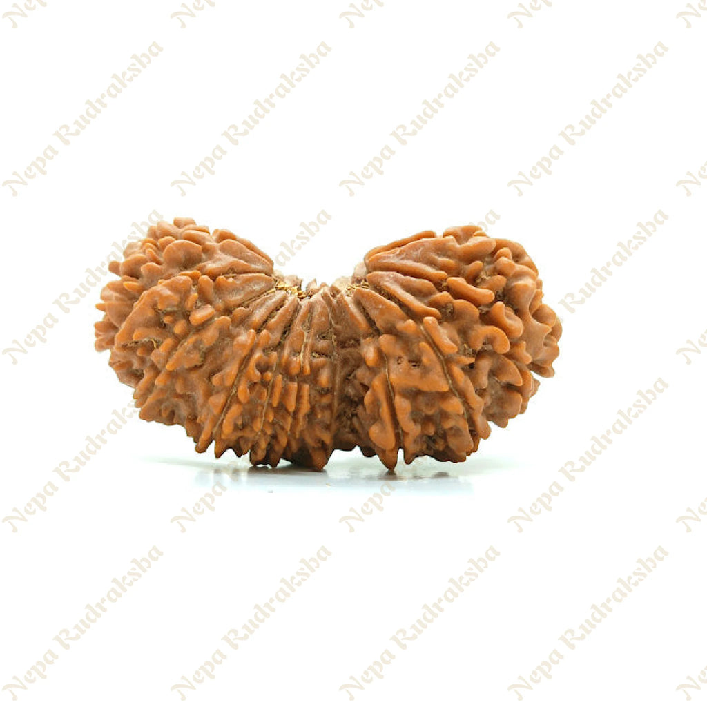 21 Mukhi Gaurishankar Rudraksha 41Mm 1190