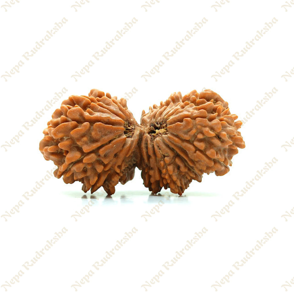 21 Mukhi Gaurishankar Rudraksha 41Mm 1190