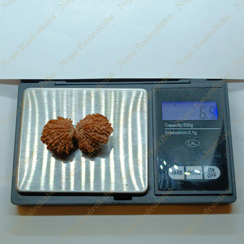 21 Mukhi Gaurishankar Rudraksha 41Mm 1190