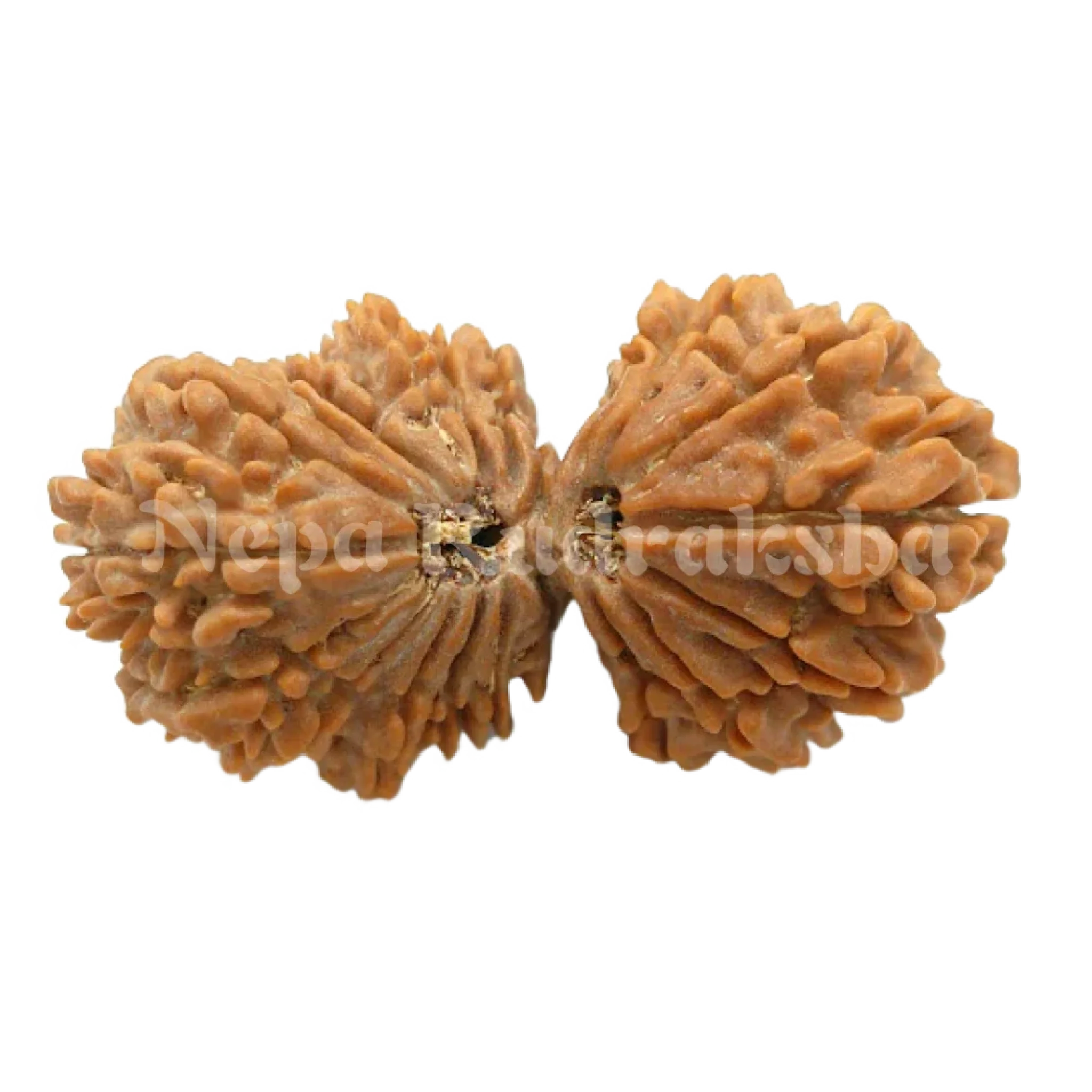 21 Mukhi Gaurishankar Rudraksha 41mm