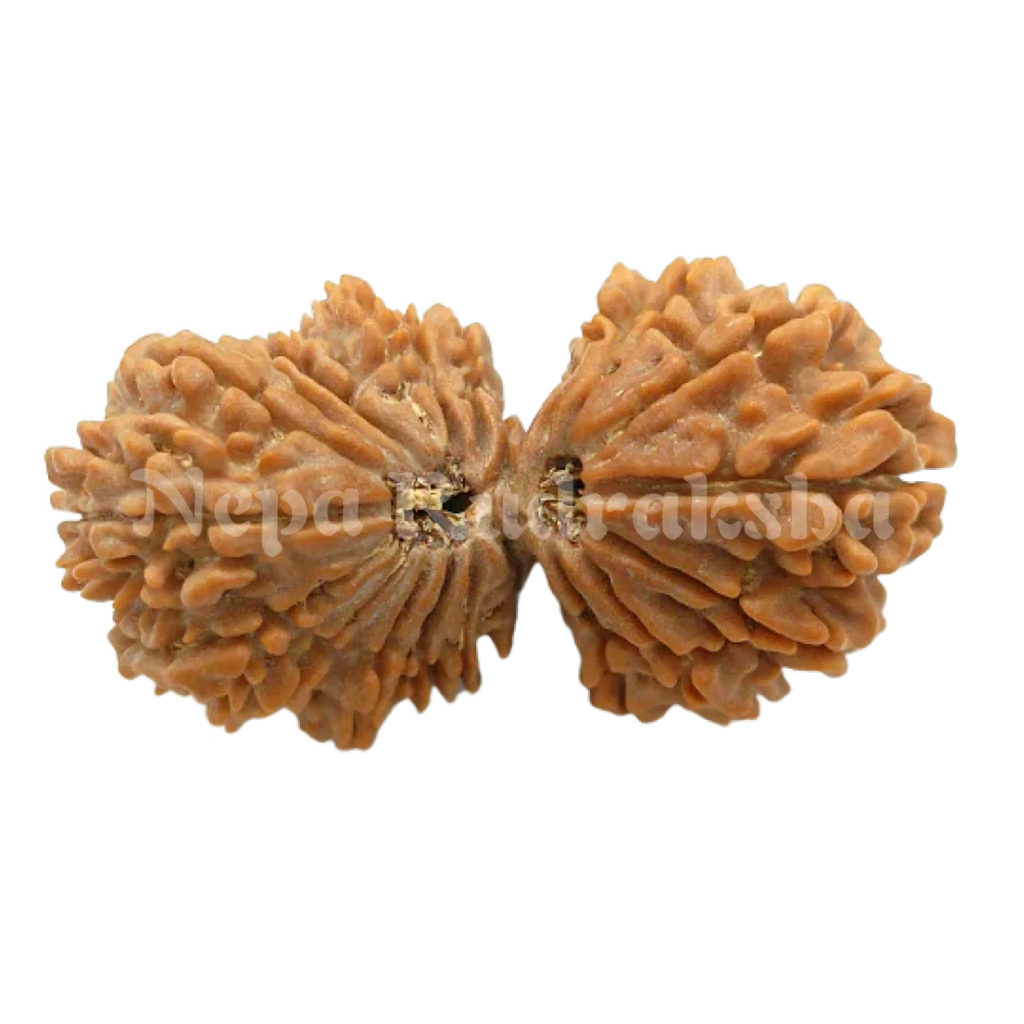 21 Mukhi Gaurishankar Rudraksha 41Mm 1190