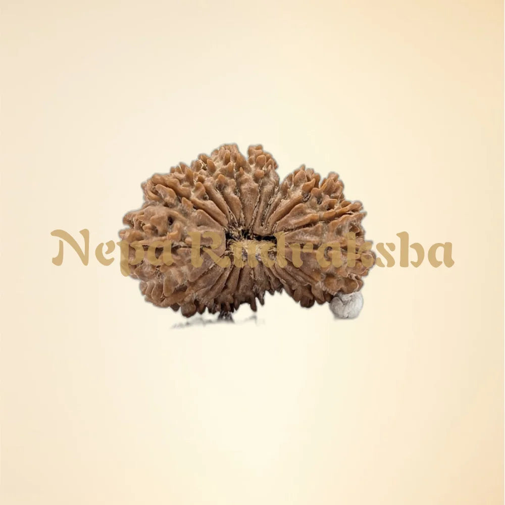 21 Mukhi (Medium - 11141)