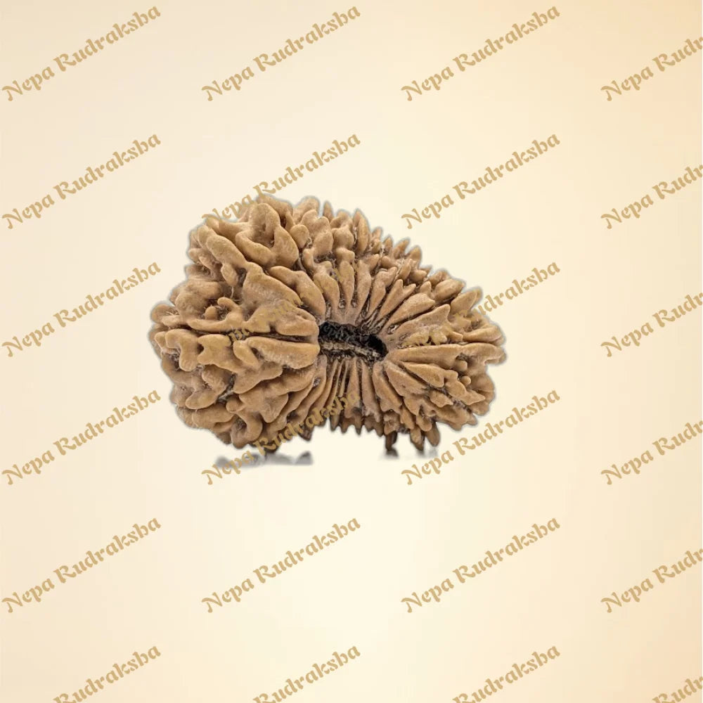 21 Mukhi (Medium - 11142)