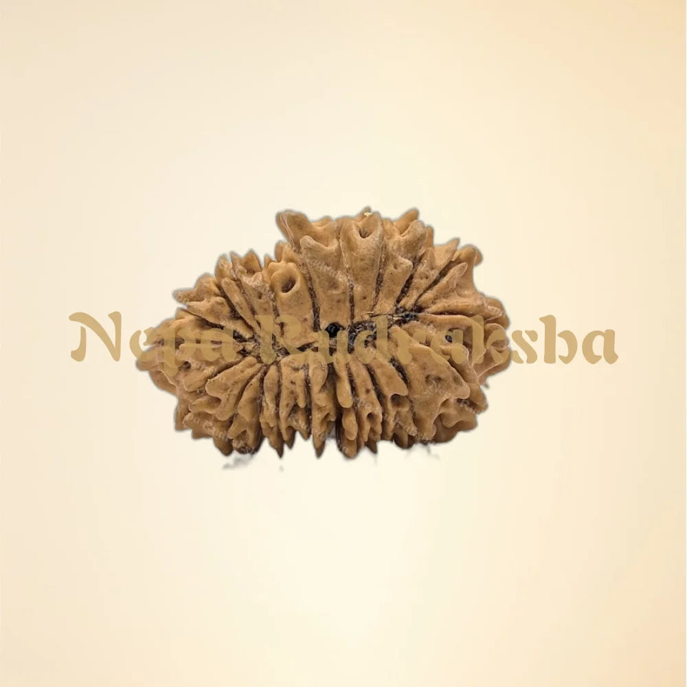 21 Mukhi (Medium - 11185)