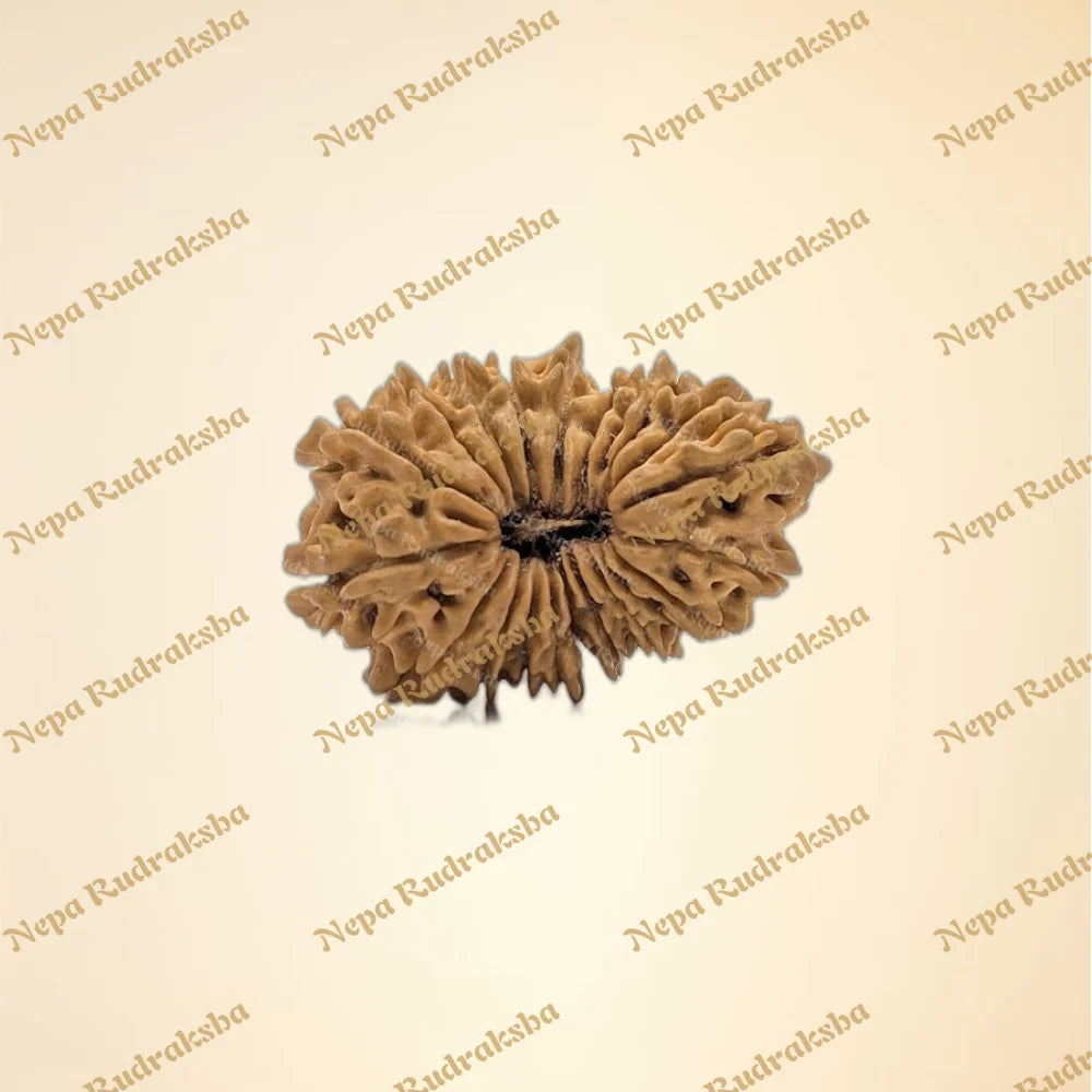 21 Mukhi (Medium - 11185)