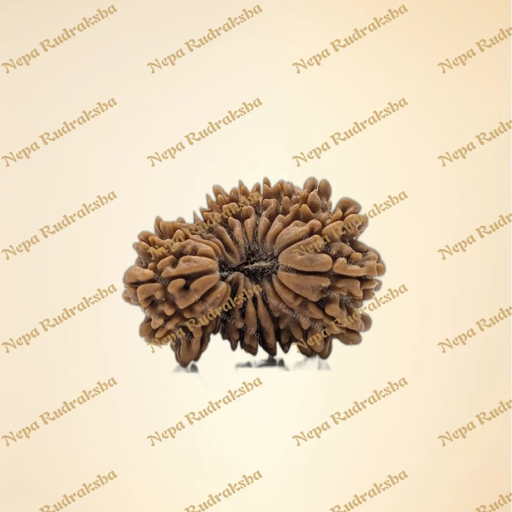 21 Mukhi (Medium - 11186)