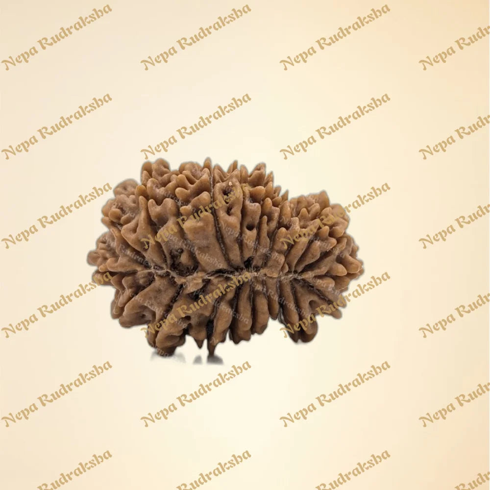 21 Mukhi (back)