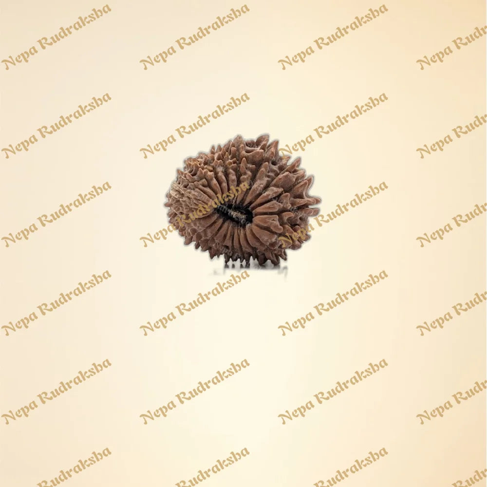 21 Mukhi (Regular - 14052)