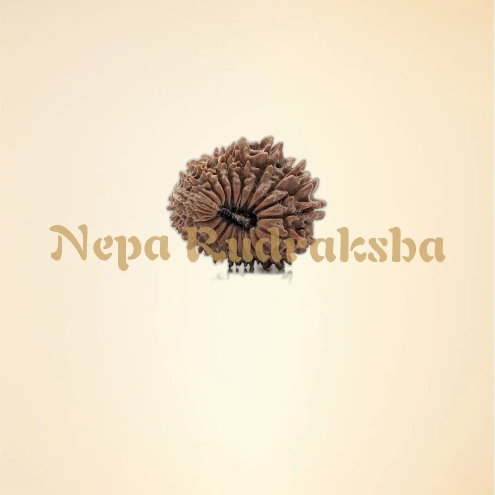 21 Mukhi (Regular - 14052)