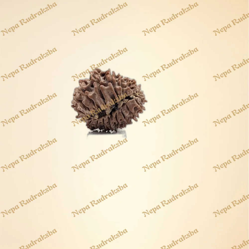 21 Mukhi (back)