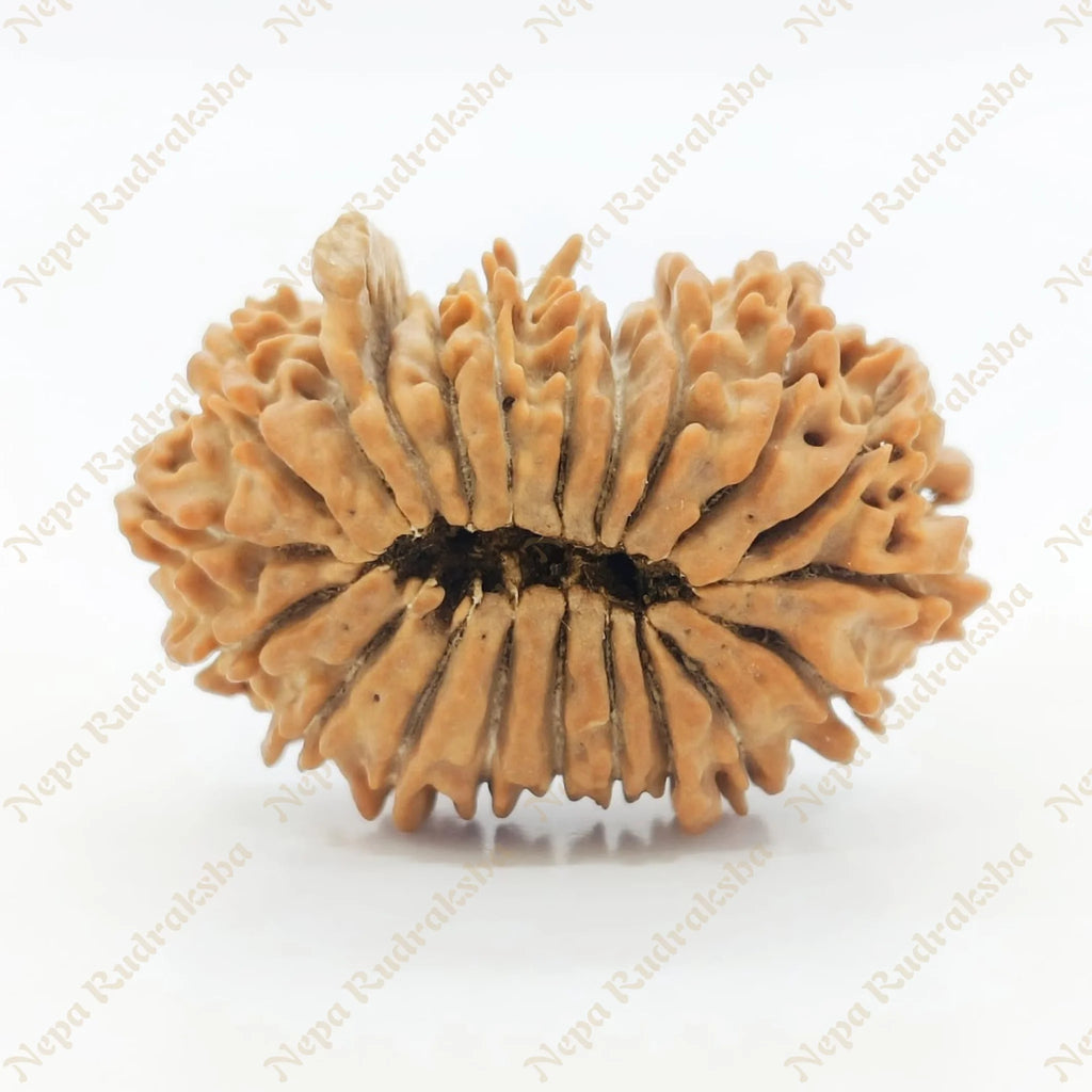 21 Mukhi Rudraksha 29Mm 2667