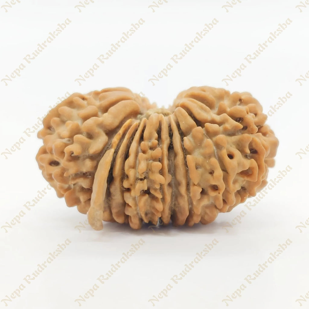 21 Mukhi Rudraksha 29Mm 2667