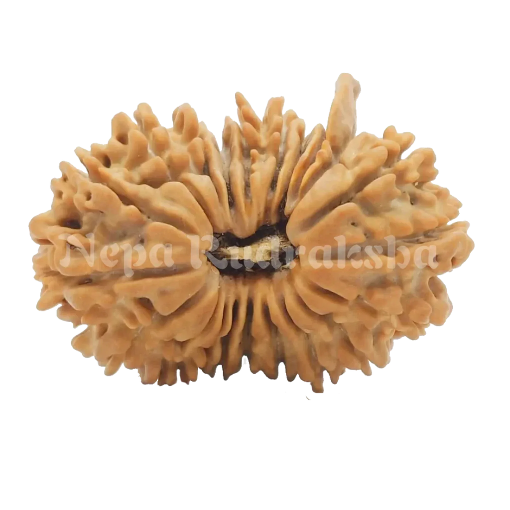 21 Mukhi Rudraksha 29Mm 2667