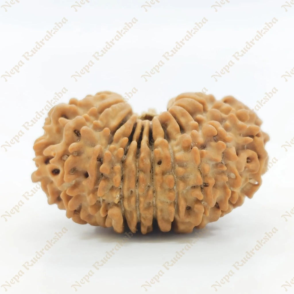 21 Mukhi Rudraksha 29Mm 2667