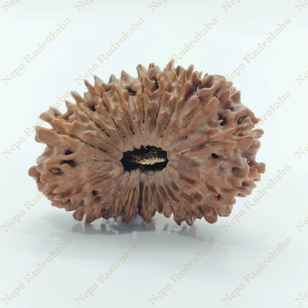 21 Mukhi Rudraksha 29Mm 2930