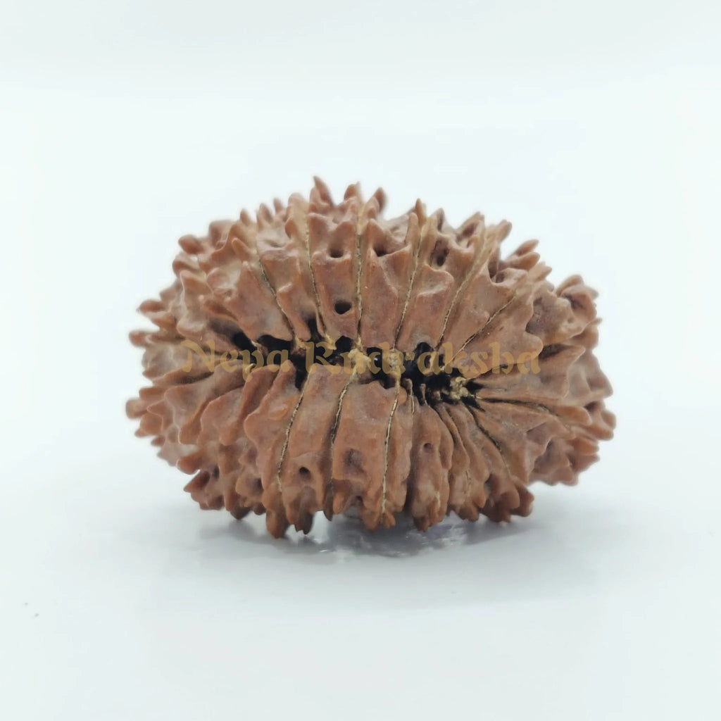 21 Mukhi Rudraksha 29Mm 2930